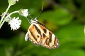 ITHOMIIDAE, Ithomia iphianasa